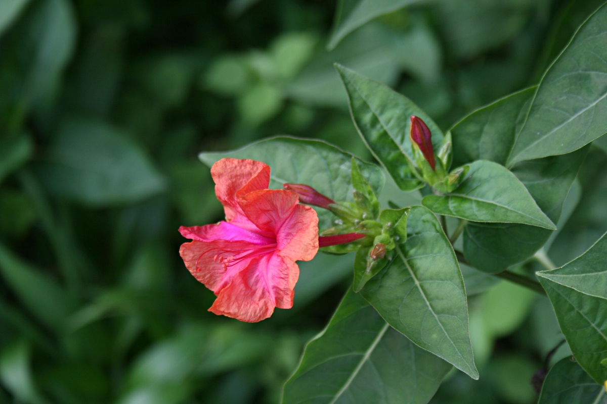 Mirabilis jalapa