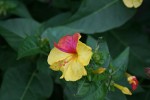 Mirabilis jalapa