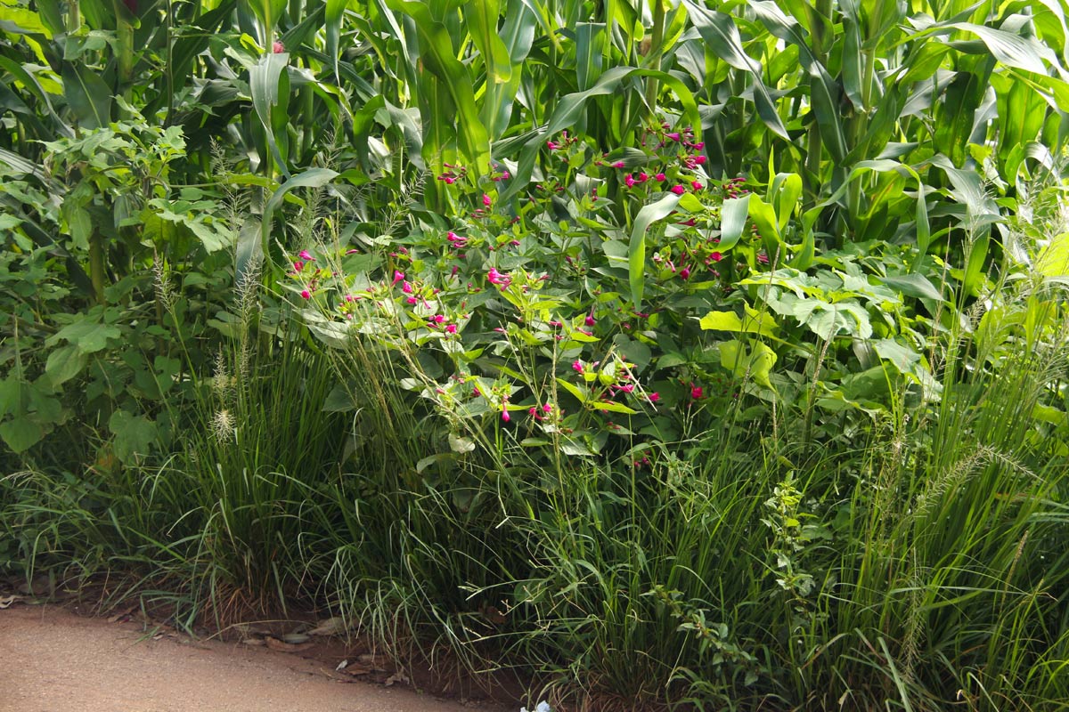 Mirabilis jalapa Mirabilis jalapa