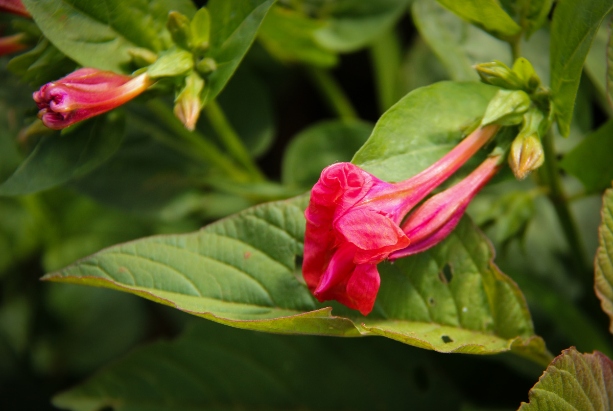 Mirabilis jalapa Mirabilis jalapa