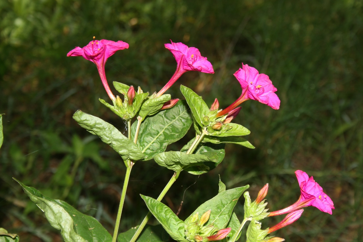 Mirabilis jalapa