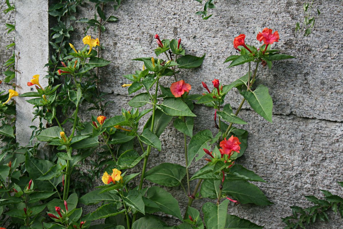 Mirabilis jalapa