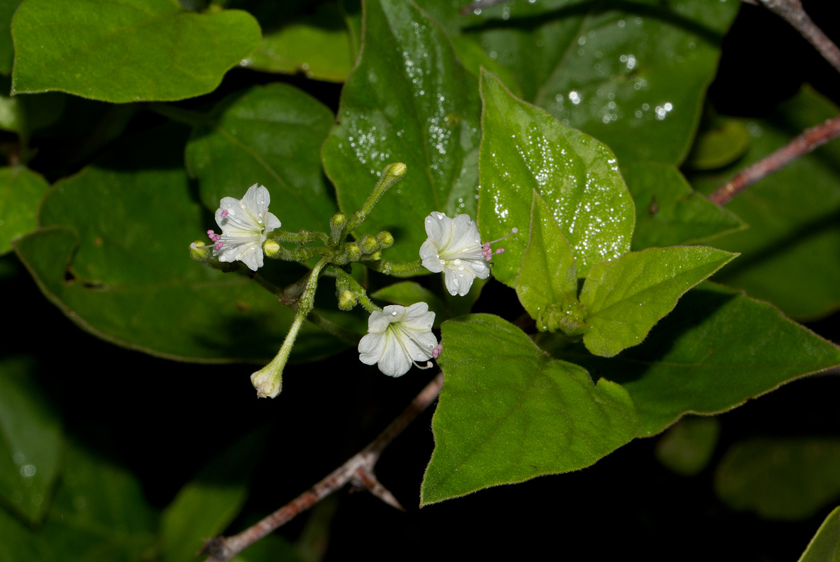 Commicarpus plumbagineus Commicarpus plumbagineus