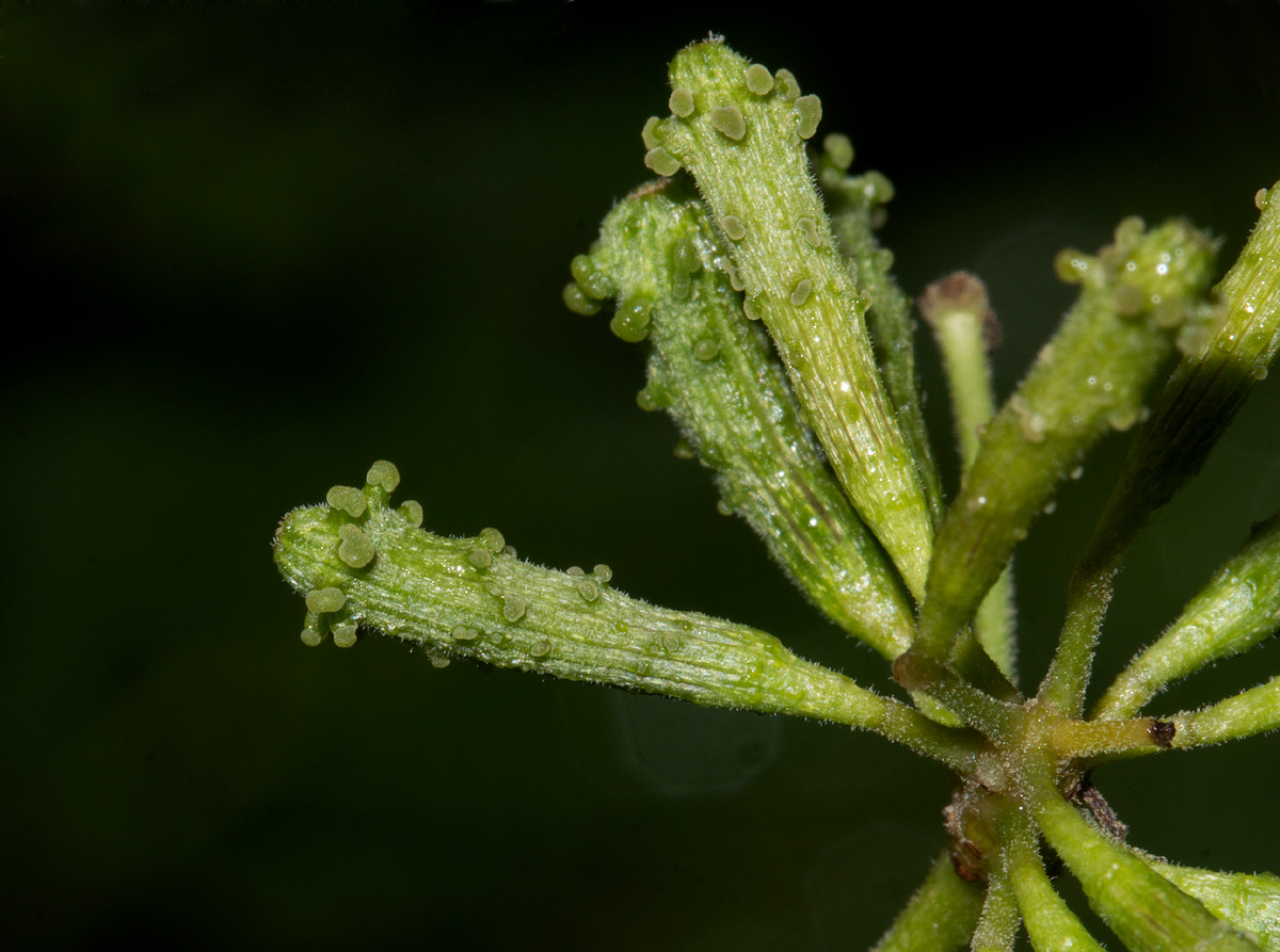 Commicarpus plumbagineus