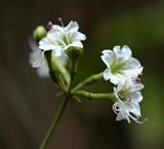 Commicarpus plumbagineus