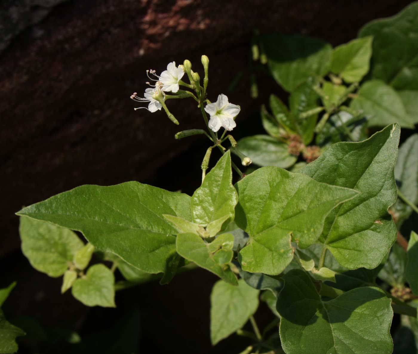 Commicarpus plumbagineus