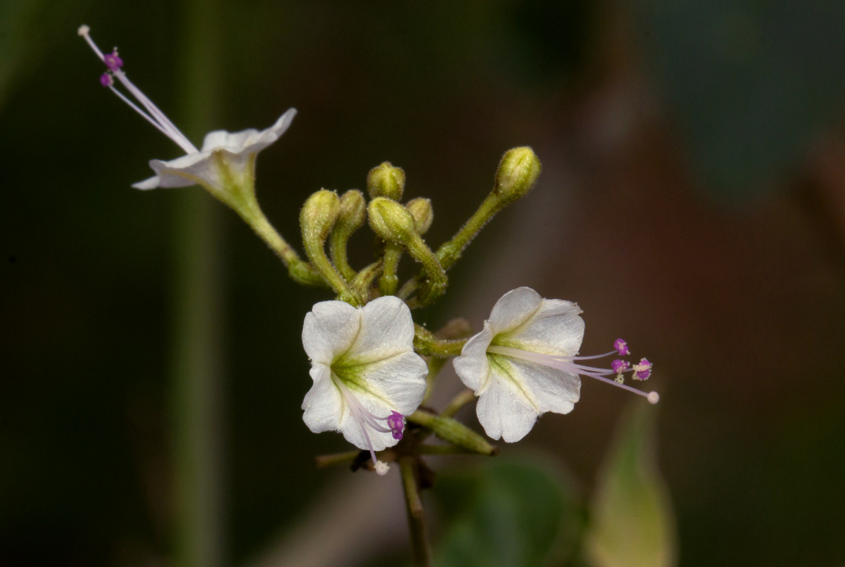 Commicarpus plumbagineus
