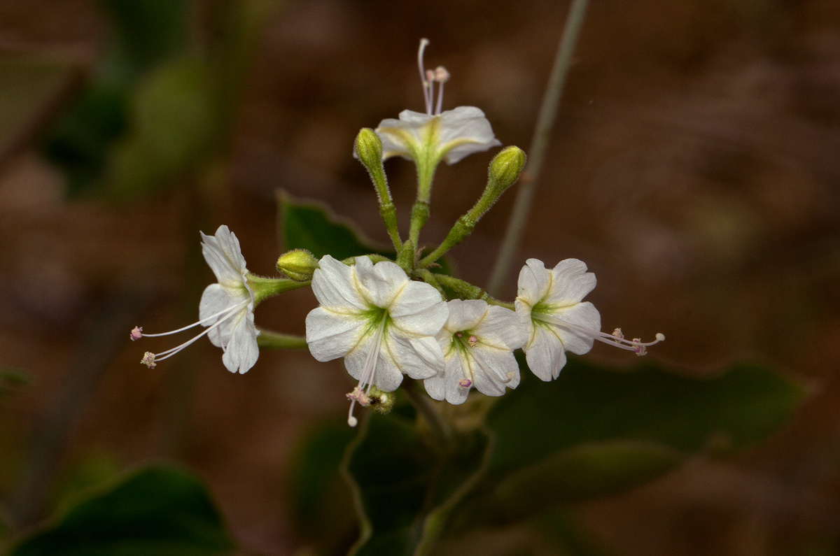 Commicarpus plumbagineus