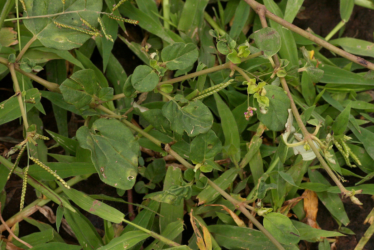 Boerhavia coccinea Boerhavia coccinea