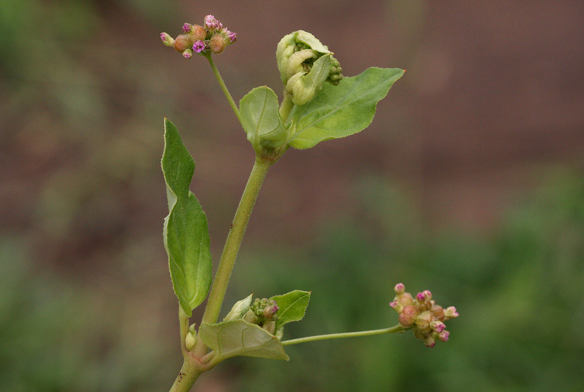 Boerhavia coccinea Boerhavia coccinea