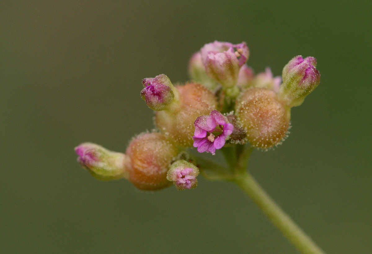Boerhavia coccinea