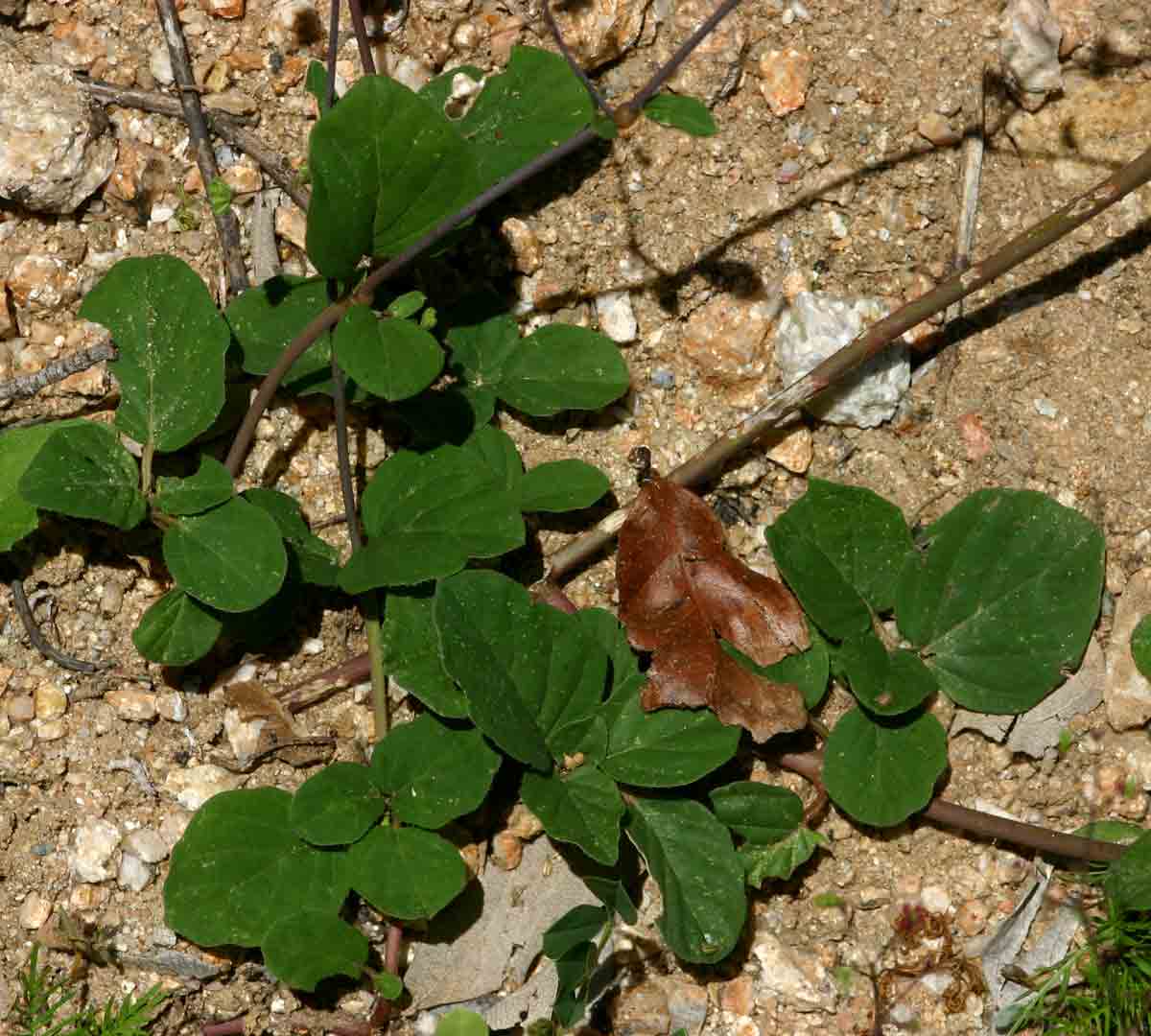Boerhavia diffusa