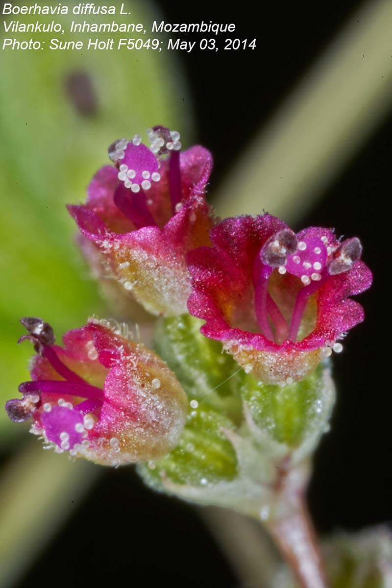 Boerhavia diffusa Boerhavia diffusa