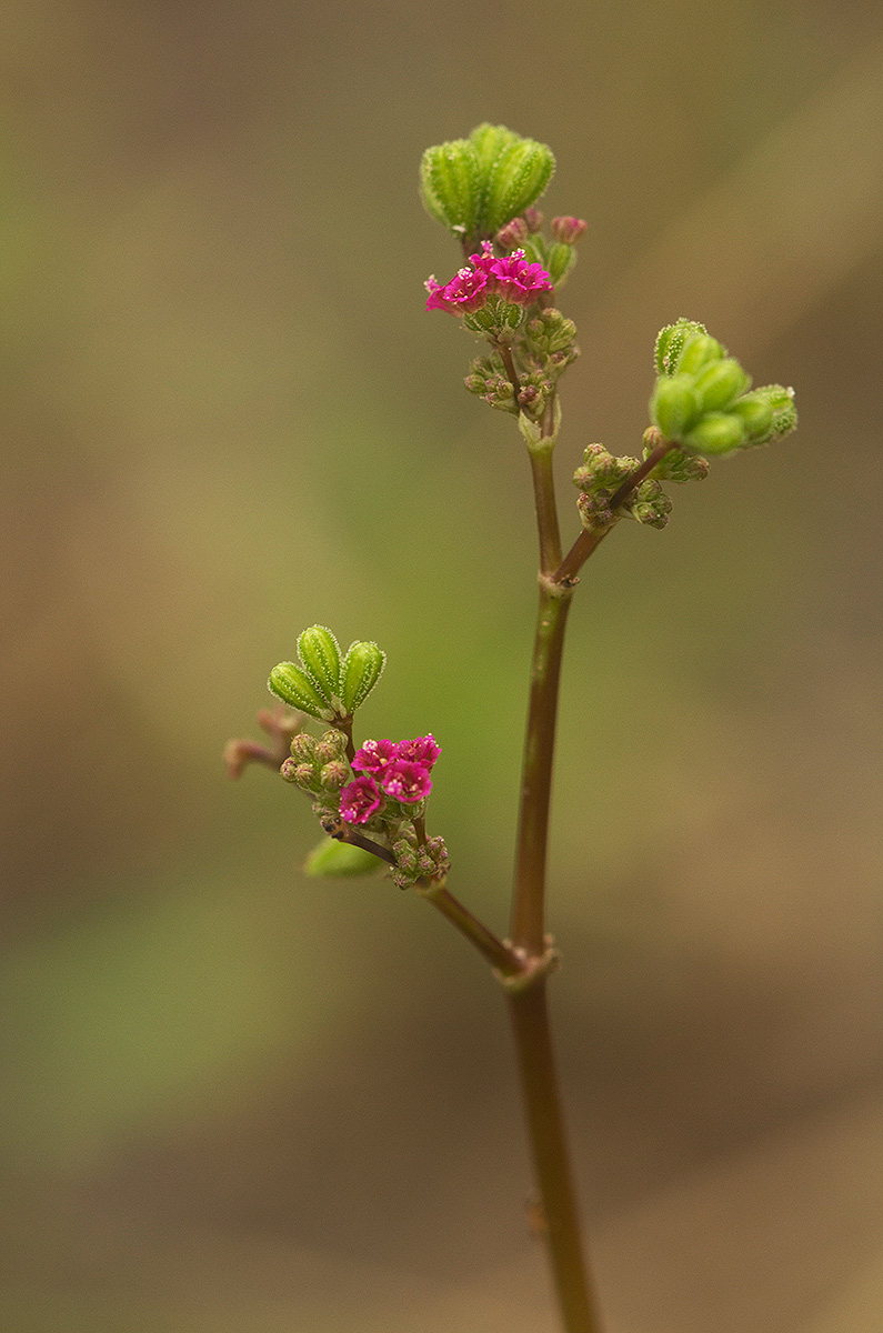 Boerhavia diffusa Boerhavia diffusa