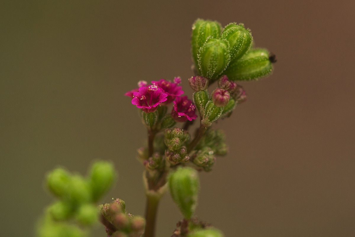 Boerhavia diffusa Boerhavia diffusa