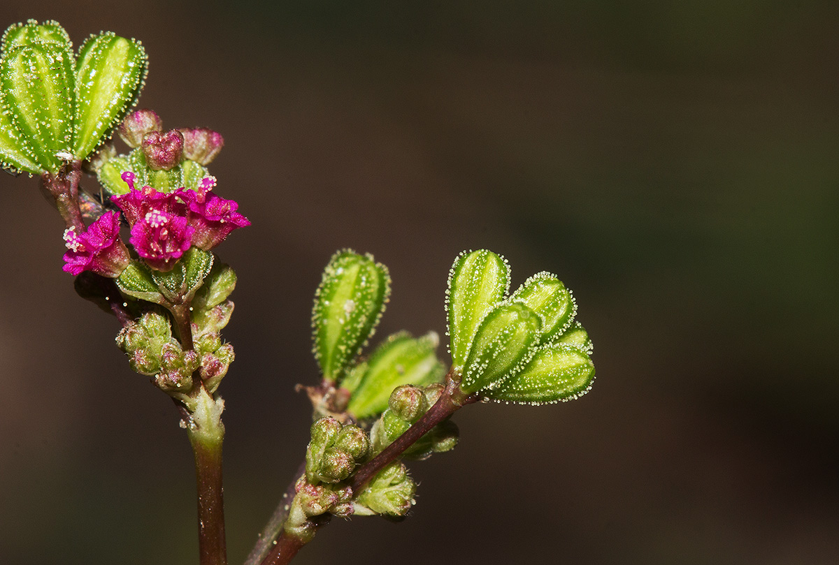 Boerhavia diffusa Boerhavia diffusa