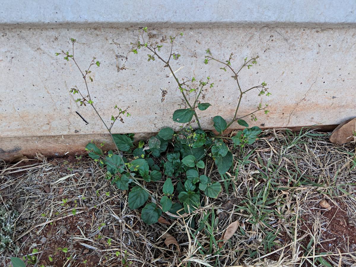 Boerhavia diffusa Boerhavia diffusa