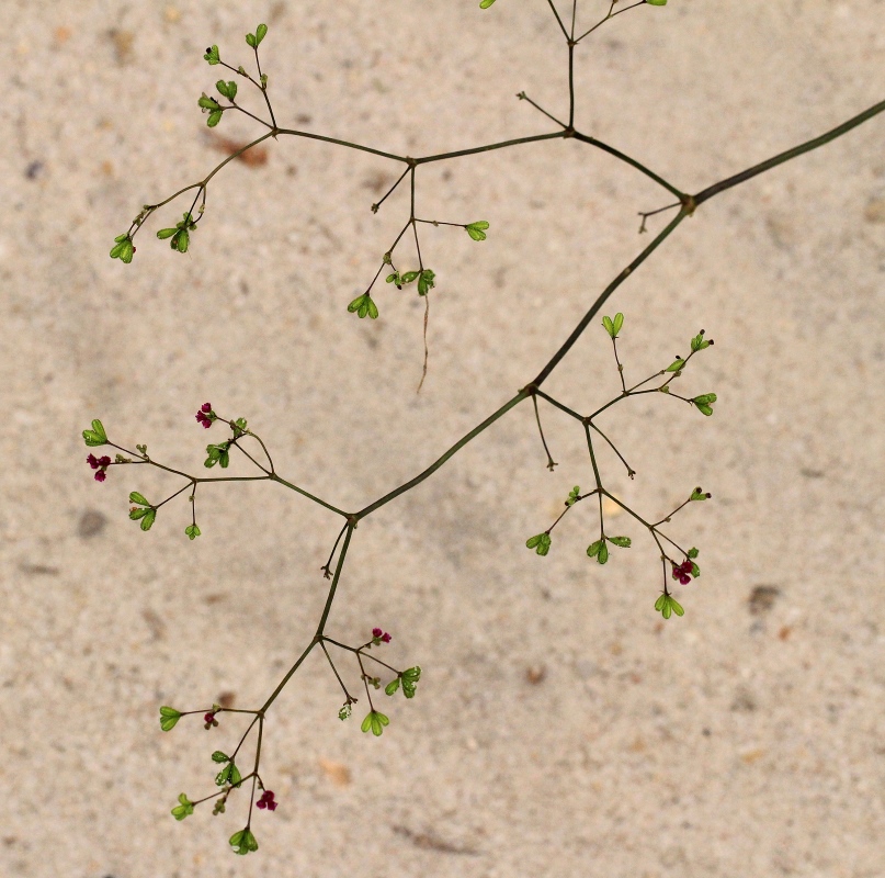 Boerhavia diffusa Boerhavia diffusa