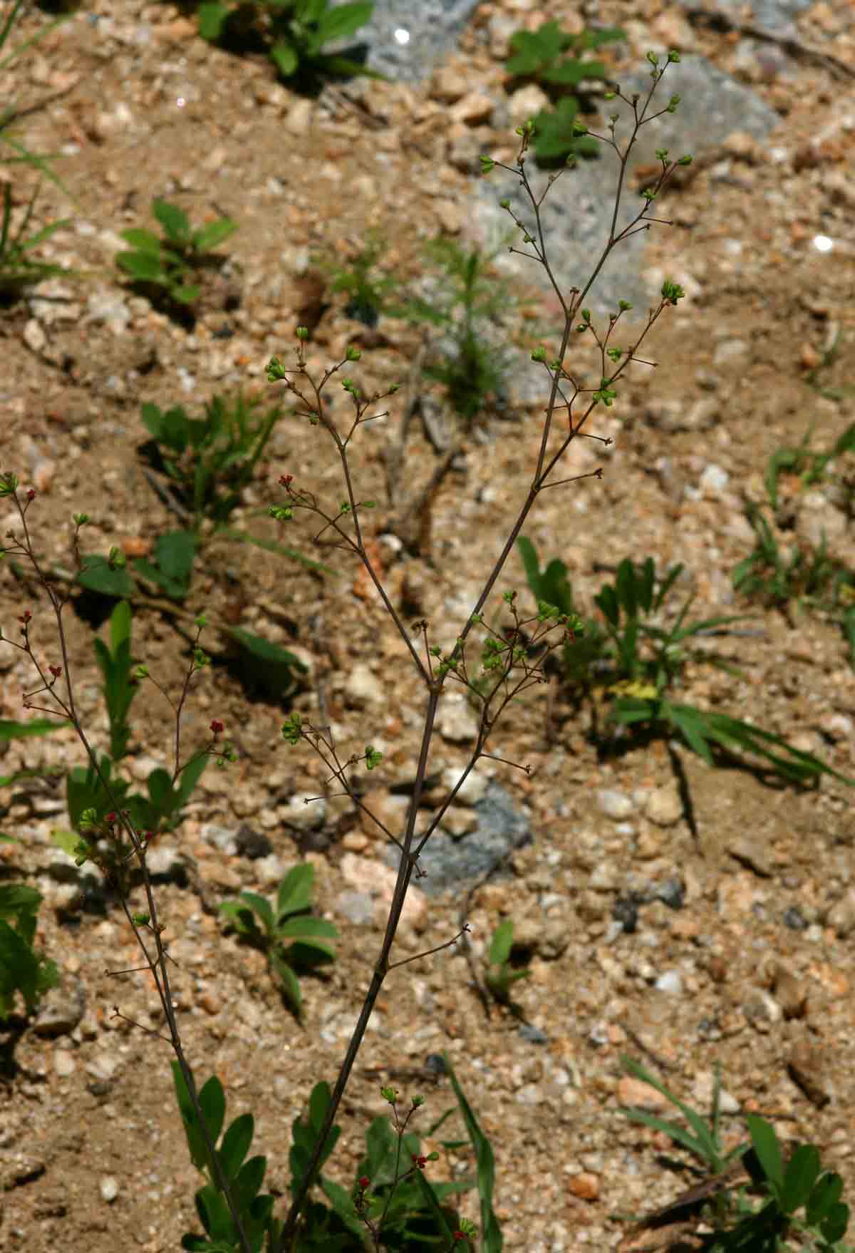 Boerhavia diffusa Boerhavia diffusa