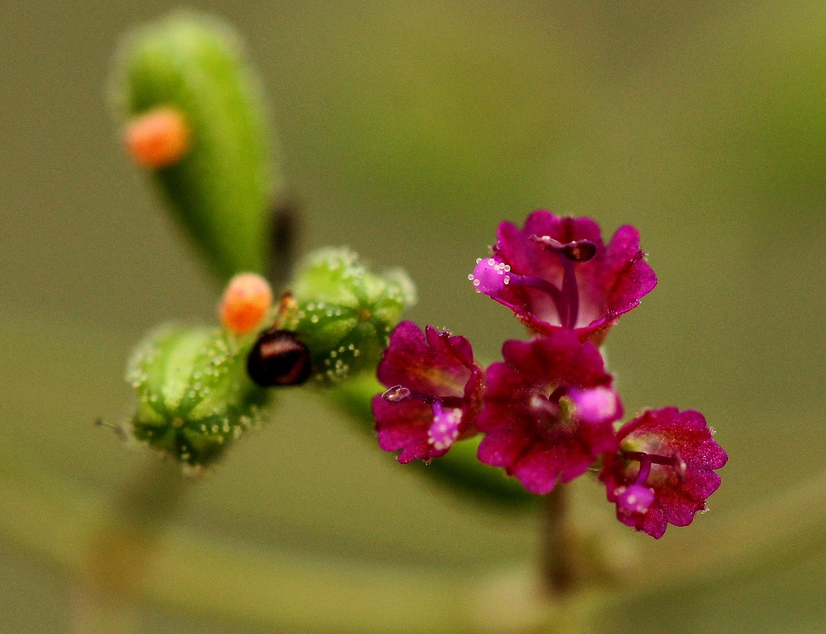Boerhavia diffusa Boerhavia diffusa