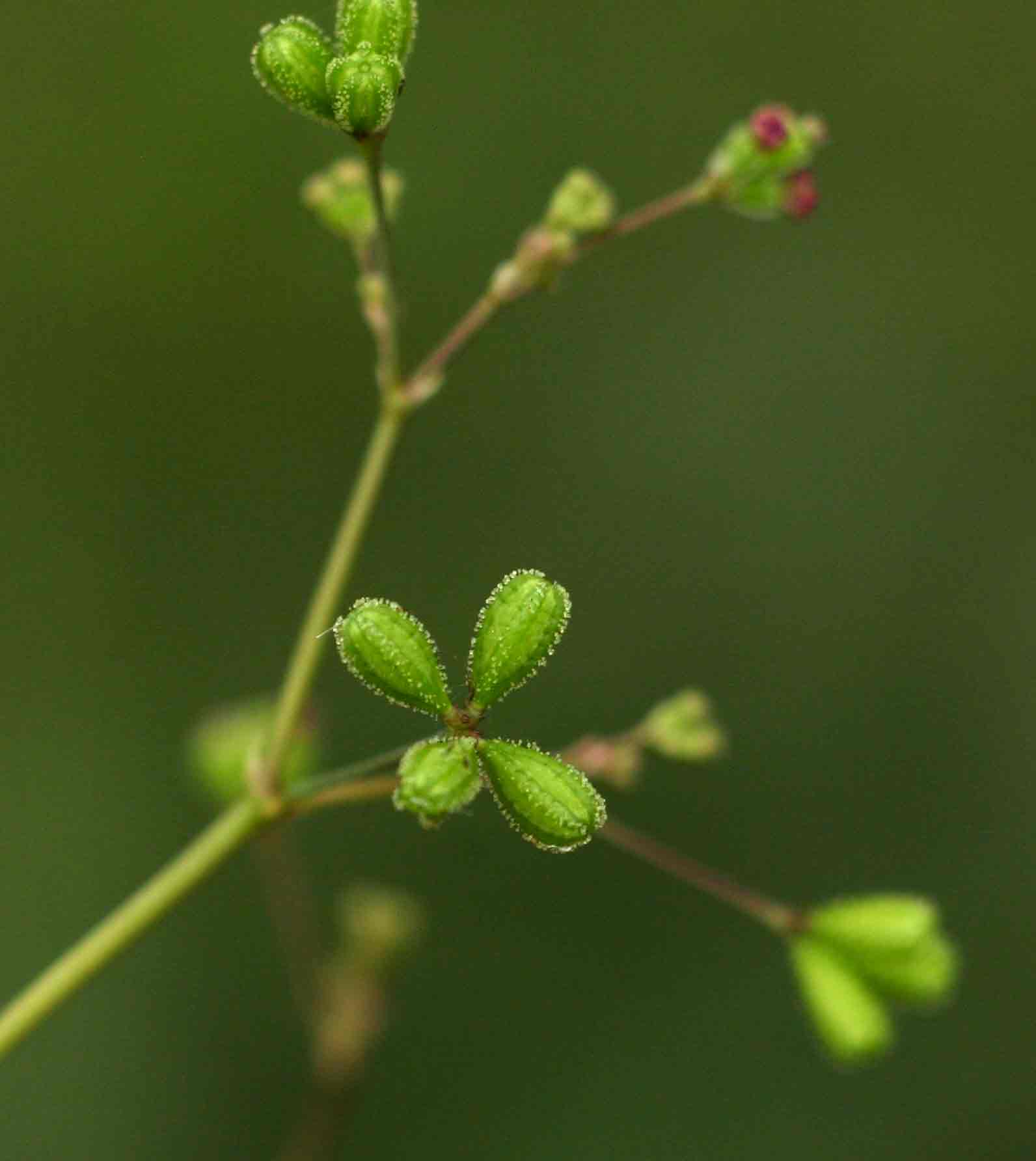 Boerhavia diffusa Boerhavia diffusa