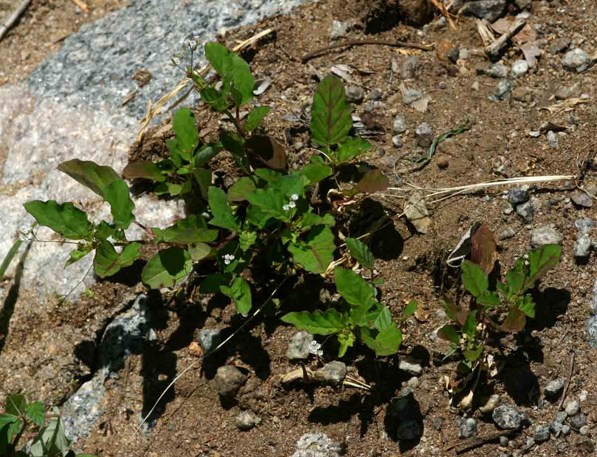 Boerhavia erecta
