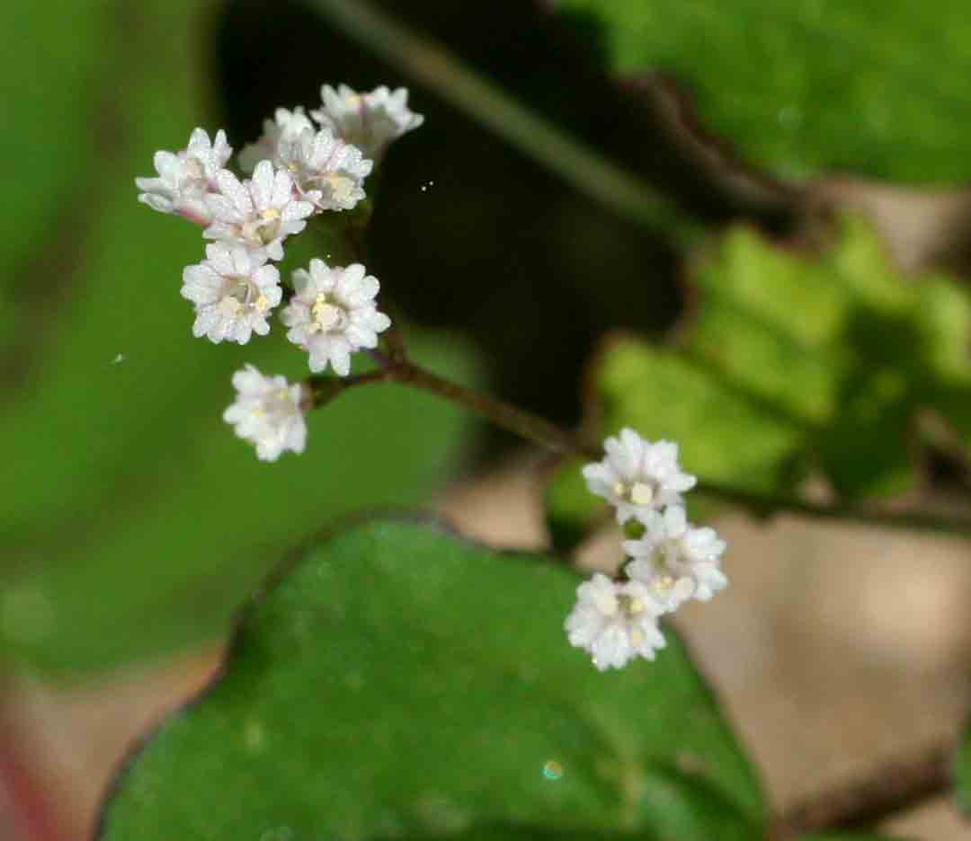 Boerhavia erecta
