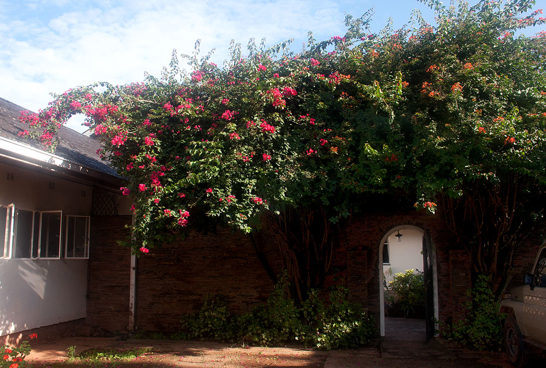 Bougainvillea sp. cultivar