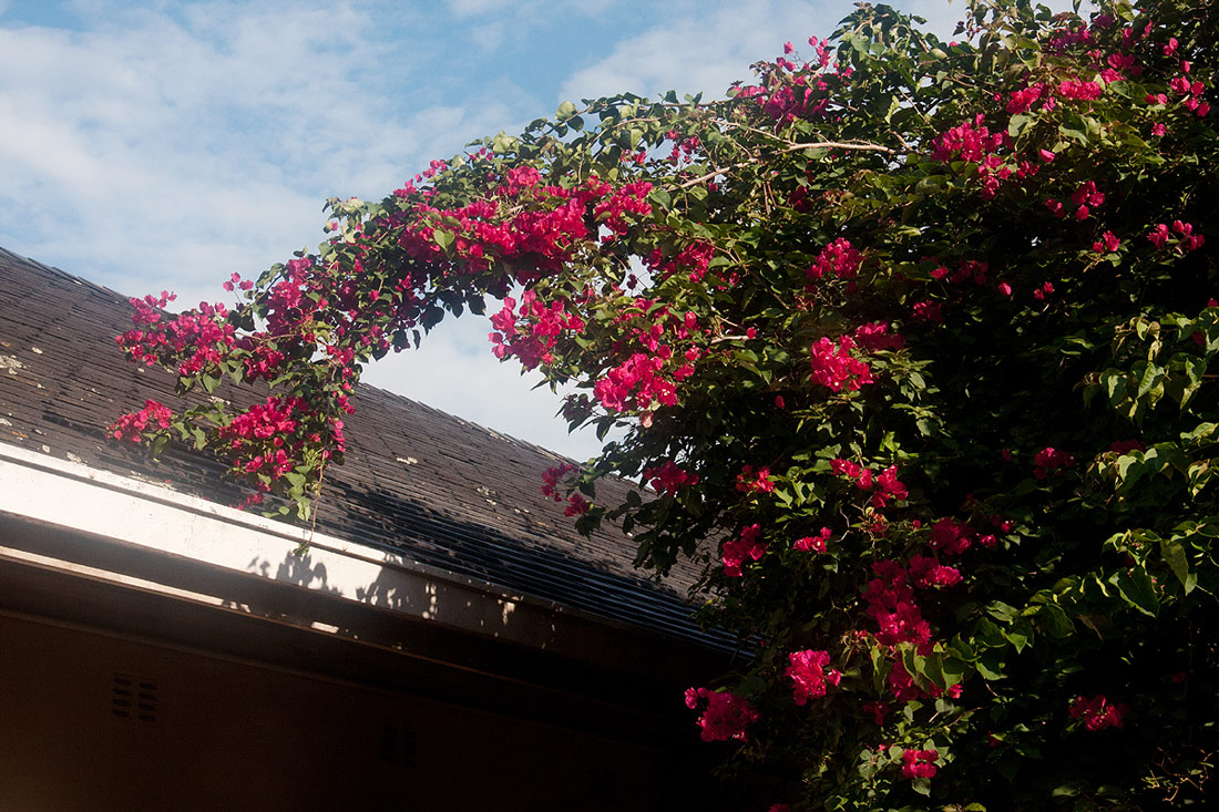 Bougainvillea sp. cultivar