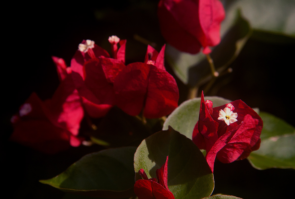 Bougainvillea sp. cultivar