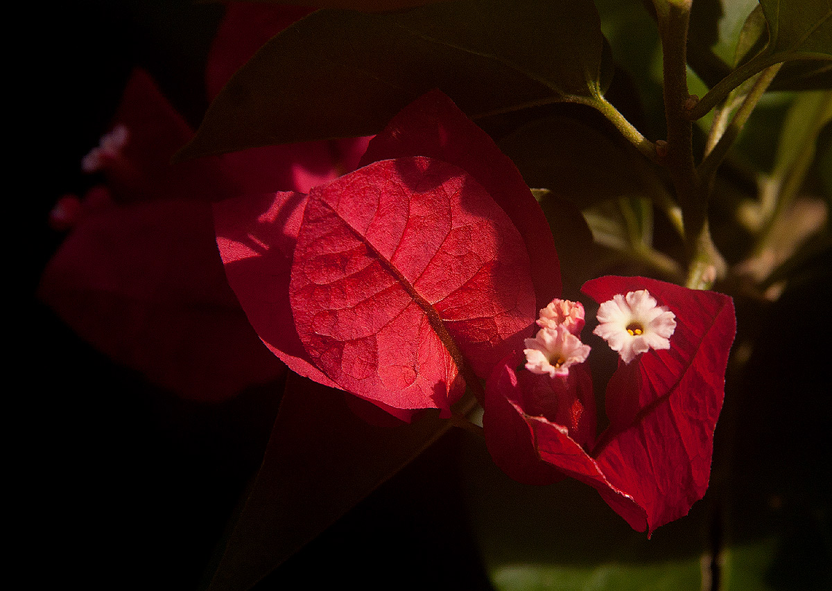 Bougainvillea sp. cultivar