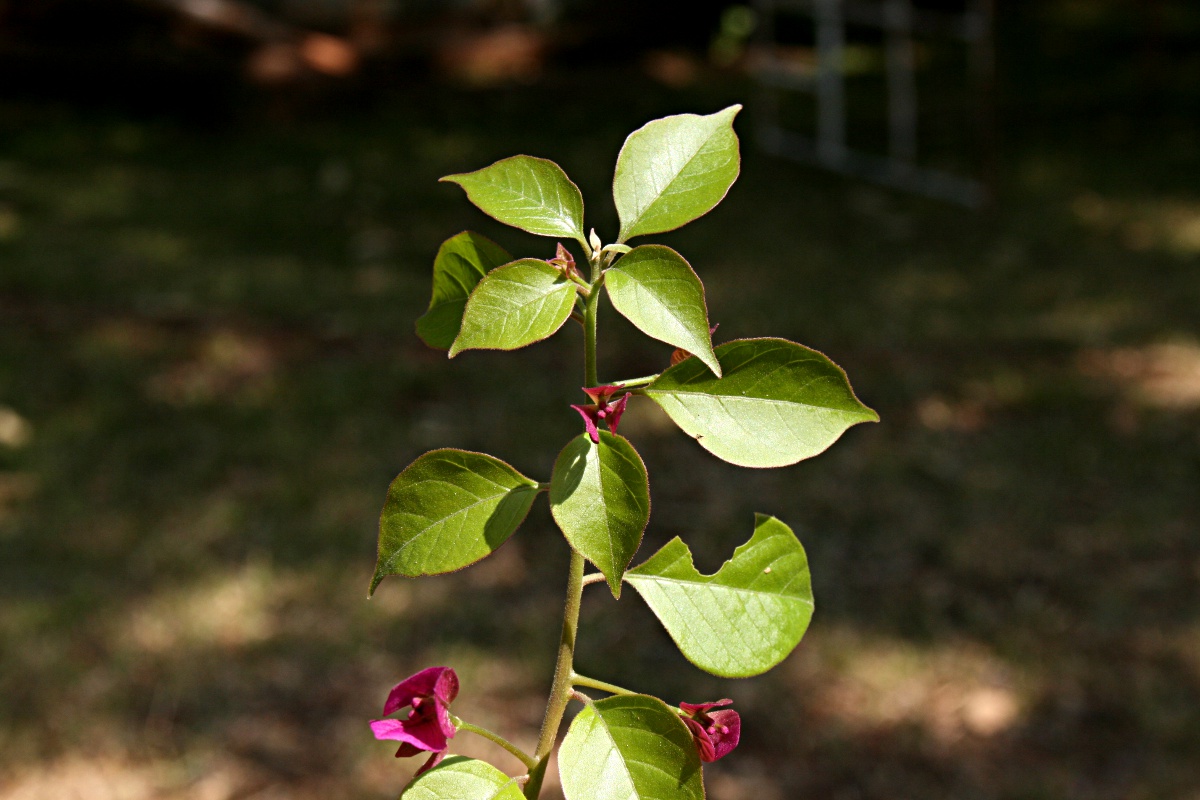 Bougainvillea sp. cultivar Bougainvillea sp. cultivar