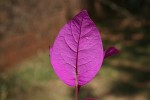 Bougainvillea sp. cultivar