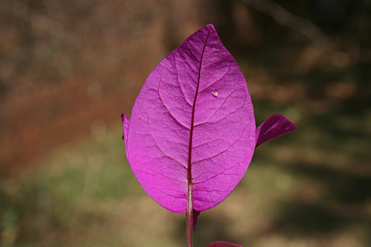 Bougainvillea sp. cultivar