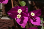 Bougainvillea sp. cultivar