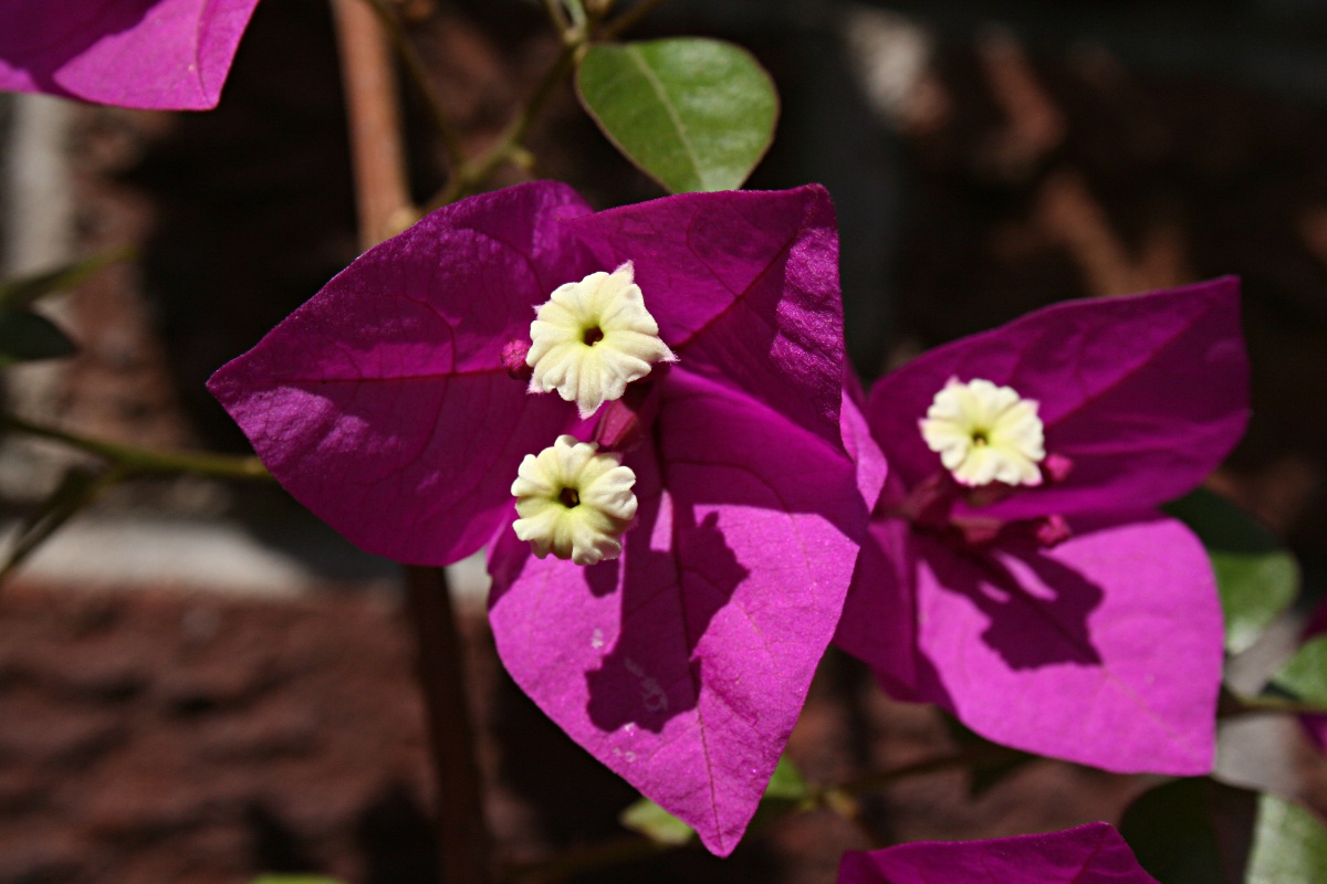 Bougainvillea sp. cultivar