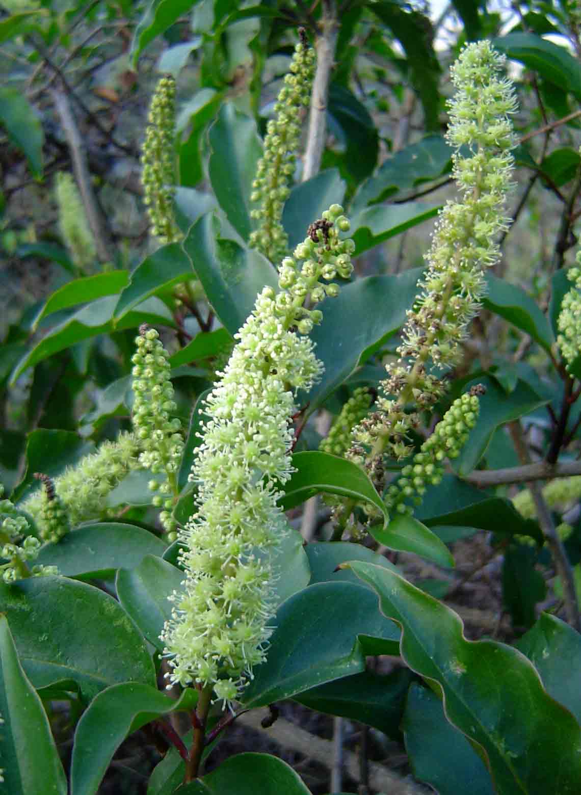 Phytolacca dodecandra Phytolacca dodecandra