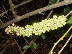 Phytolacca dodecandra