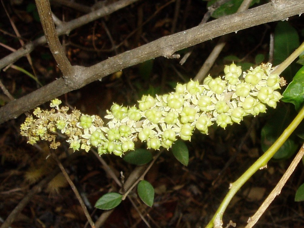 Phytolacca dodecandra