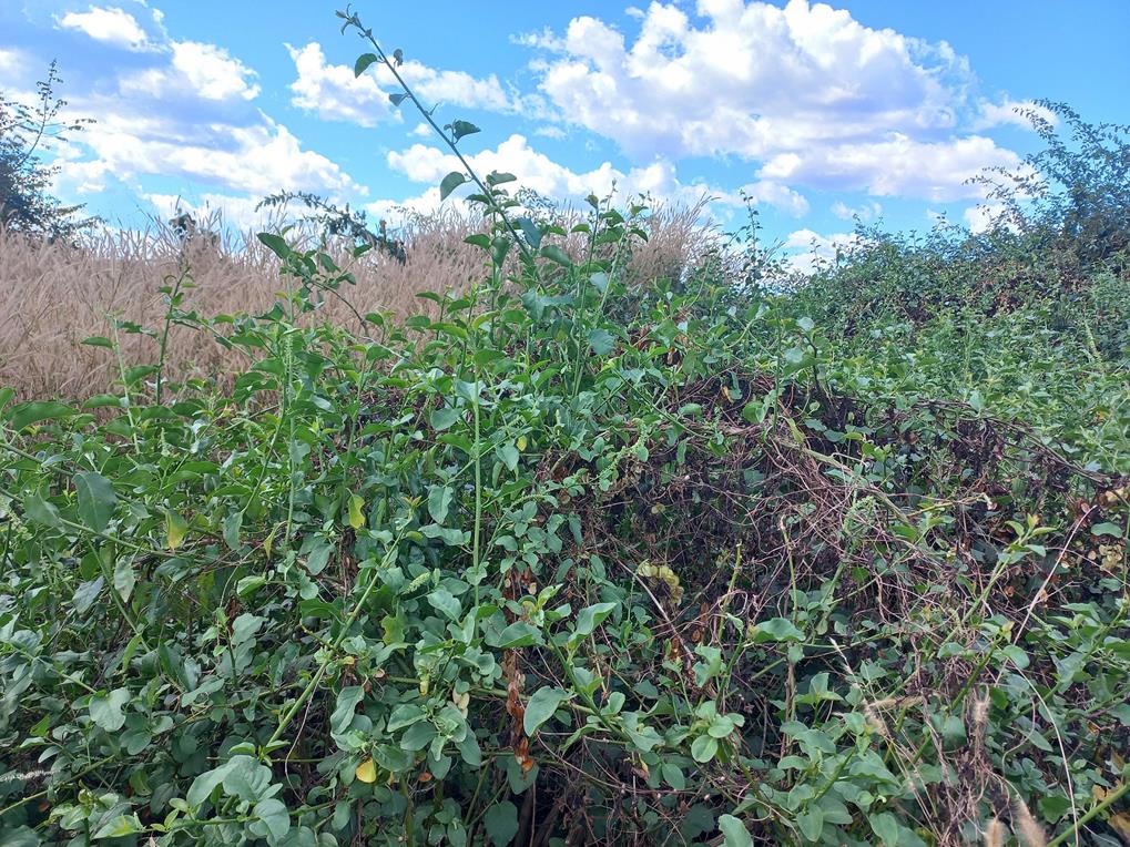 Phytolacca dodecandra Phytolacca dodecandra