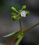 Gisekia pharnaceoides var. pharnaceoides