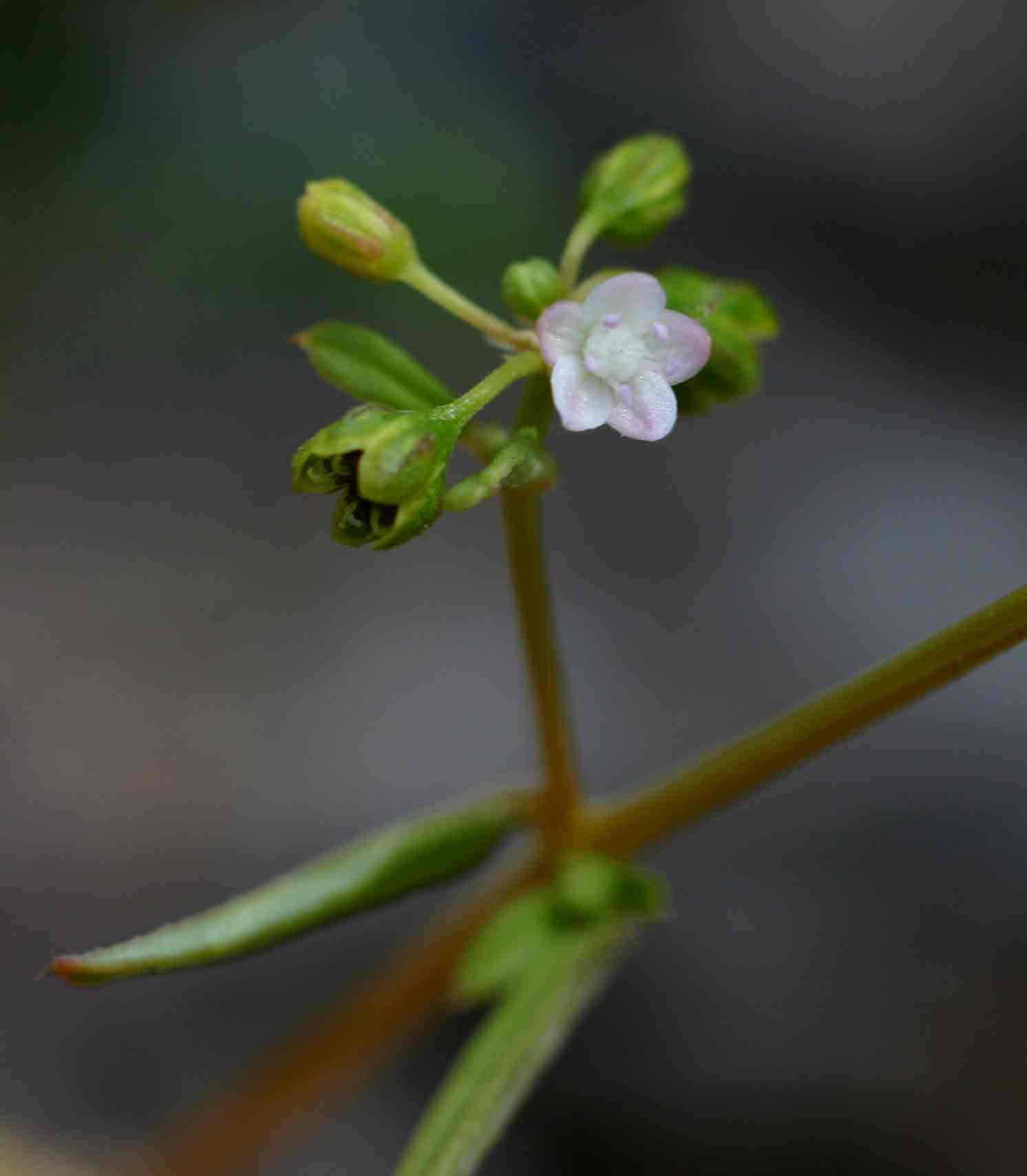 Gisekia pharnaceoides var. pharnaceoides
