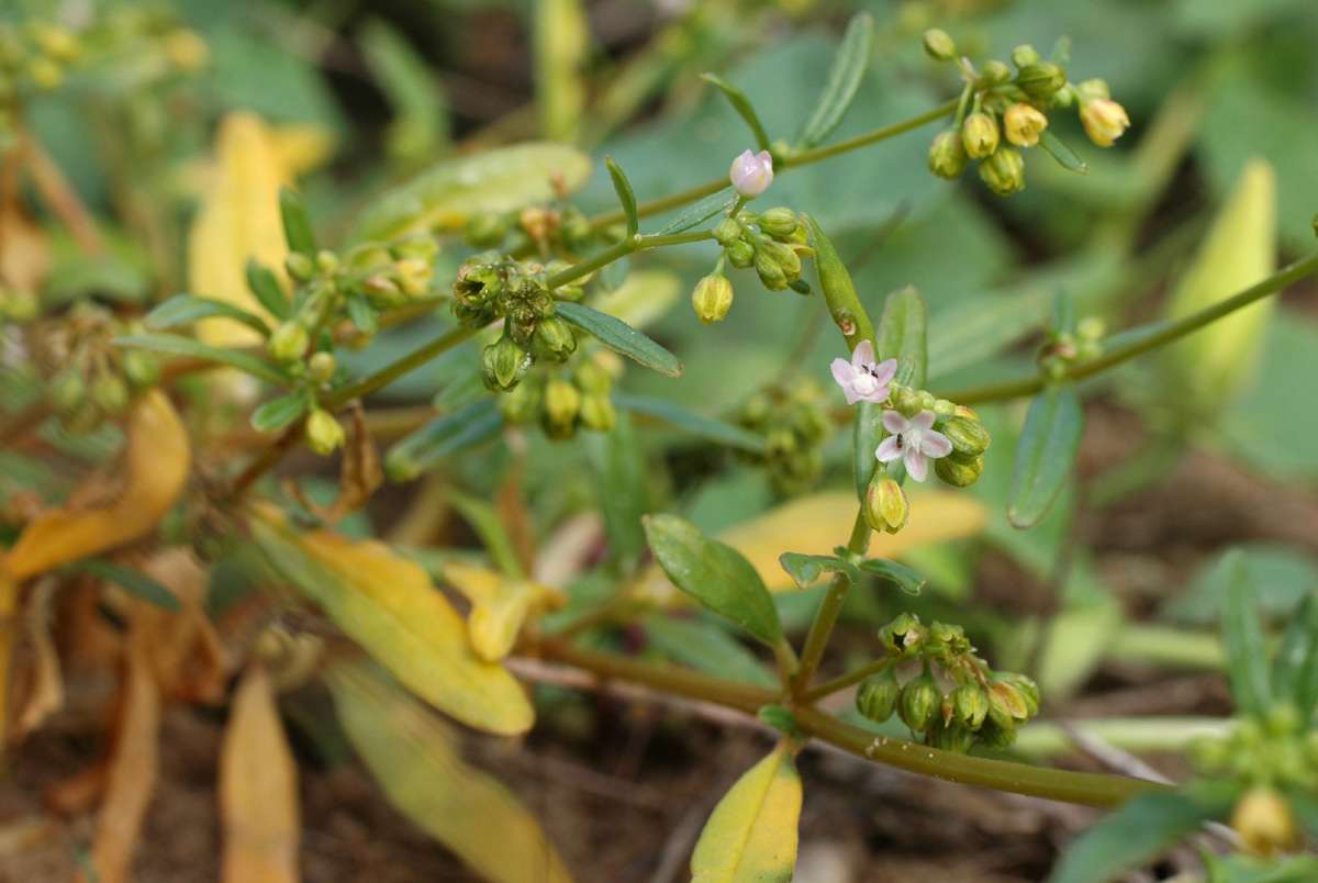 Gisekia pharnaceoides var. pharnaceoides Gisekia pharnaceoides var. pharnaceoides
