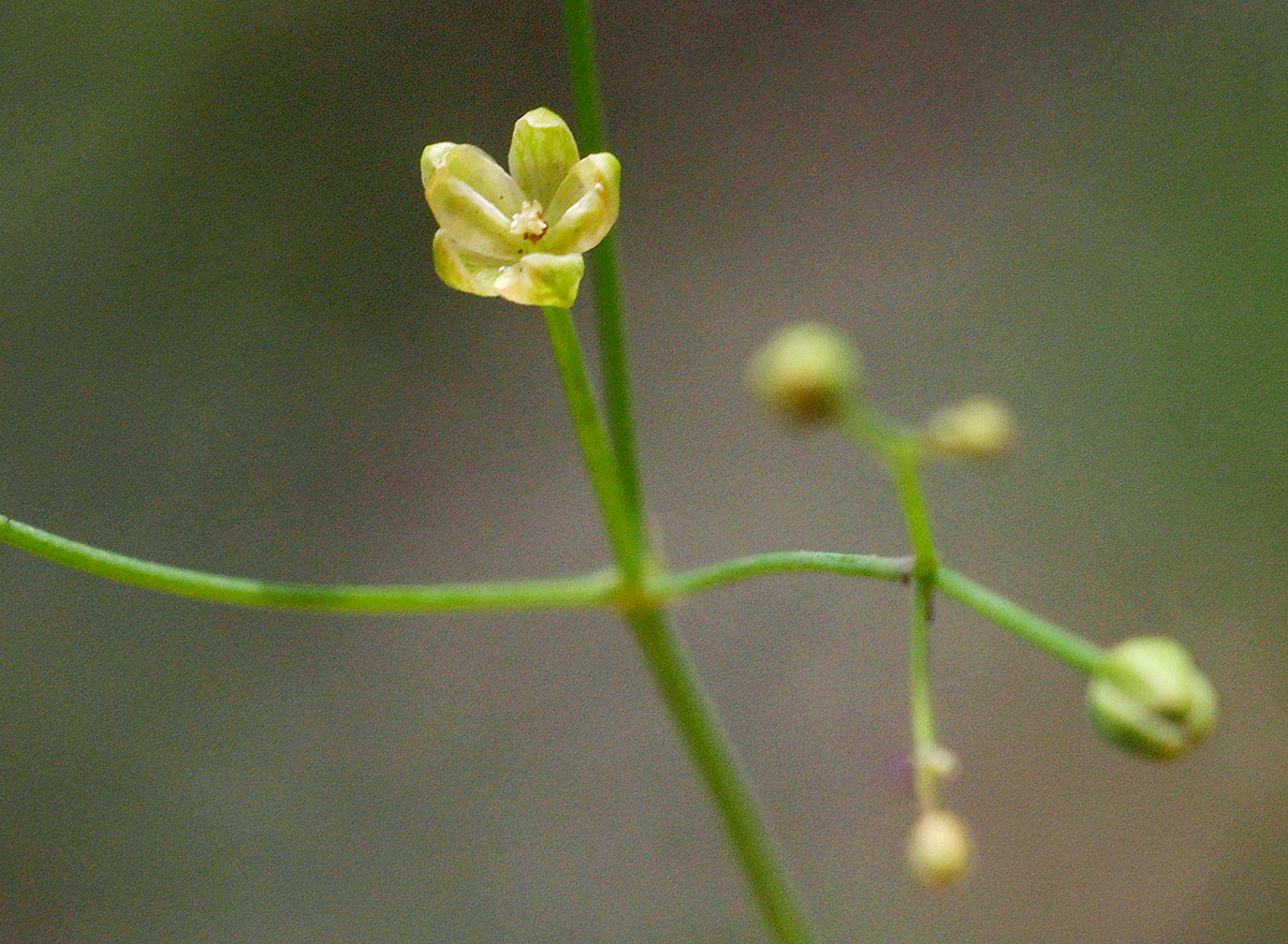 Paramollugo nudicaulis Paramollugo nudicaulis