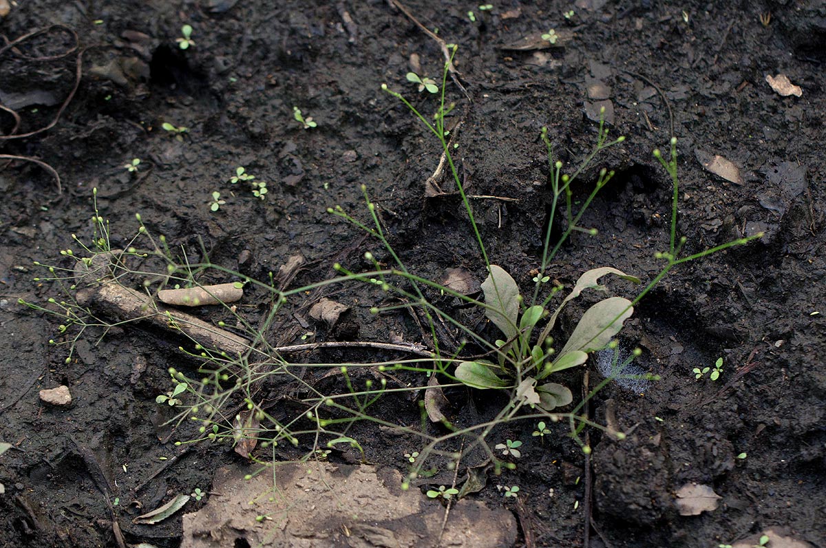 Paramollugo nudicaulis