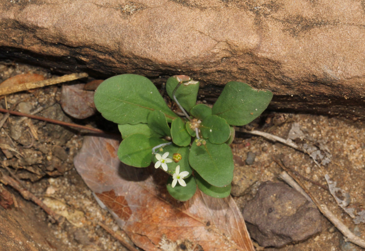 Paramollugo nudicaulis Paramollugo nudicaulis