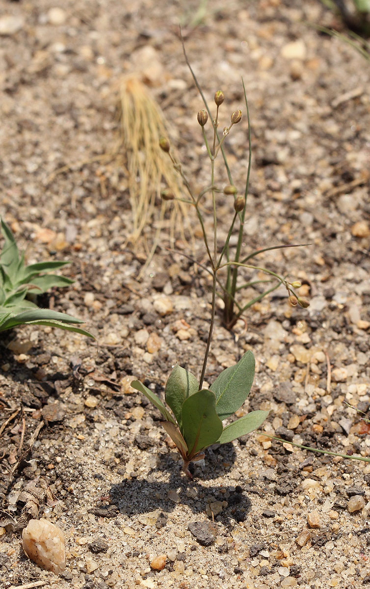 Paramollugo nudicaulis