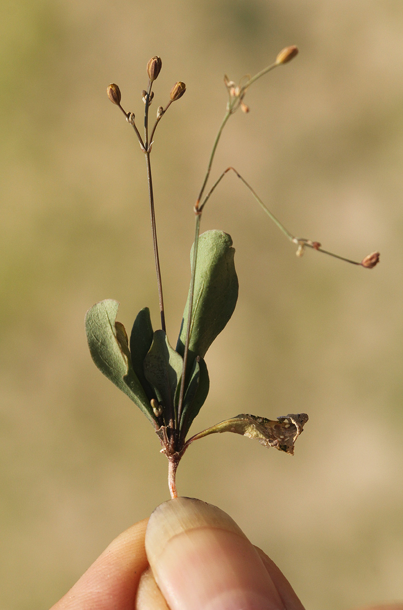 Paramollugo nudicaulis Paramollugo nudicaulis