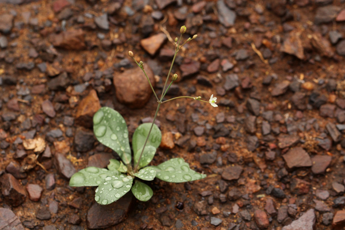 Paramollugo nudicaulis Paramollugo nudicaulis
