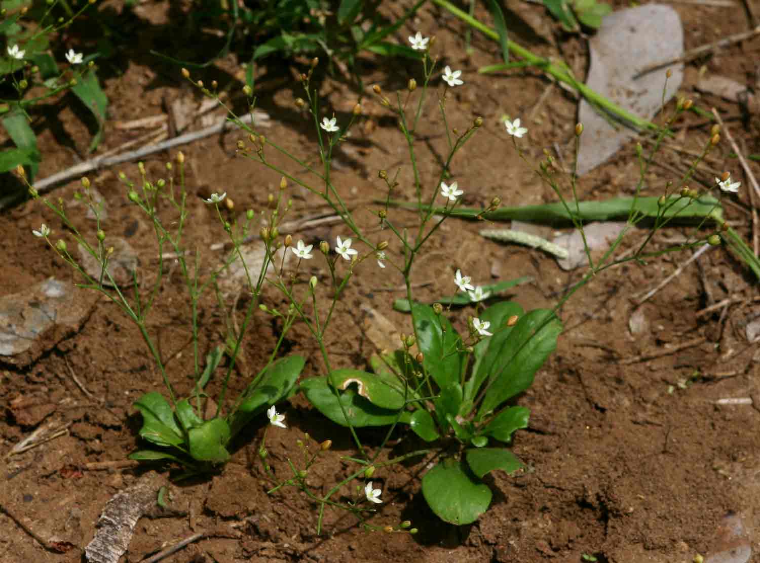Paramollugo nudicaulis